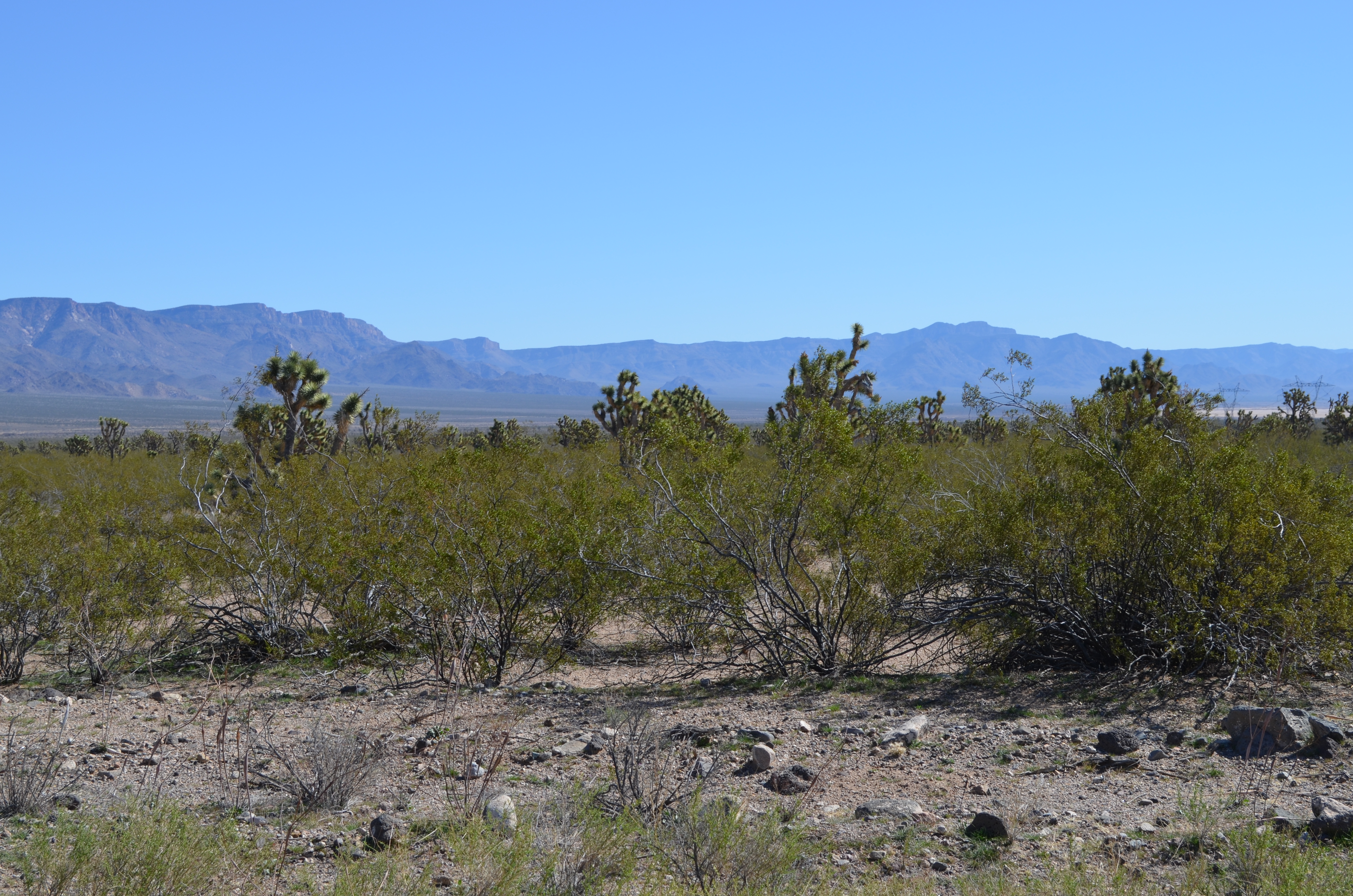 ./2016/04 - Las Vegas/Grand Canyon Skywalk/DSC_0095.JPG